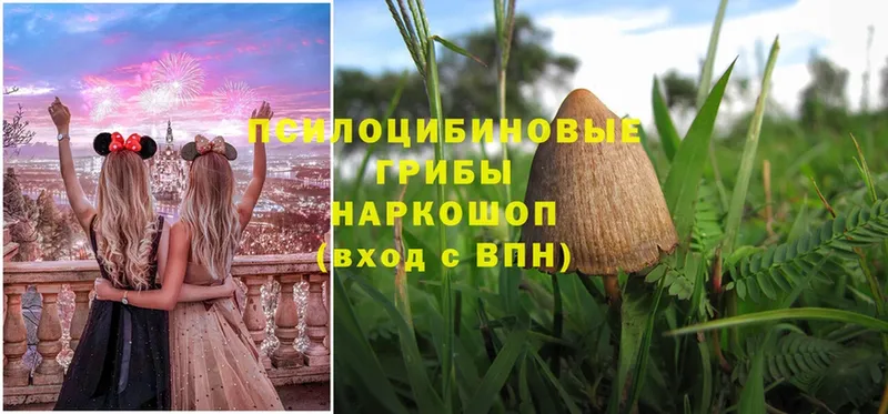 Галлюциногенные грибы Psilocybe Чкаловск